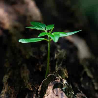 Selective focus photo of green plant seedling on tree trunk